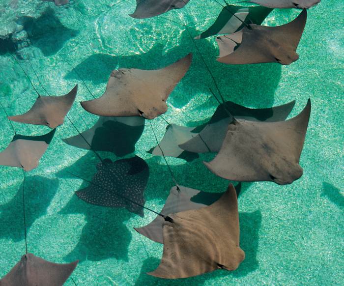 Stingray_Lagoon_95_Med - GALLERY.jpg